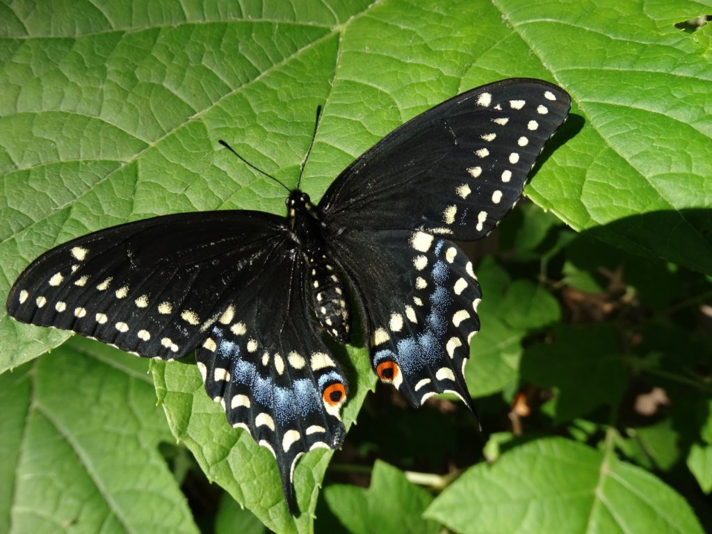 This female black swallowtail was one of several that overwintered as chrysalids in Chris Herz's garage in Audubon, CAM. (Photo by Chris on 5-20-16)