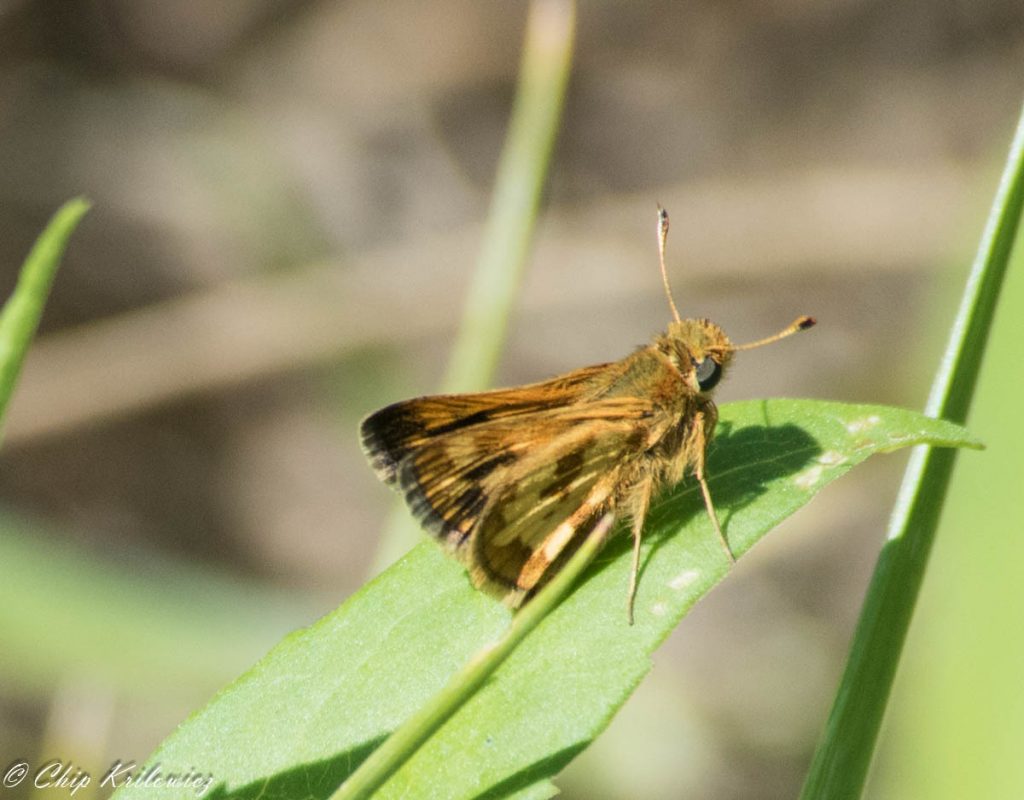 Our FOY Peck's skipper, found and photo'd by Chip Krilowicz on 5-8-16 in Blueberry Hill CAM.
