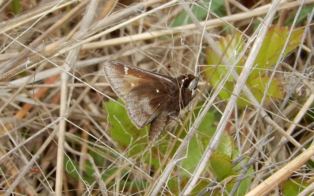 This dusted skipper found and photo'd by Jack Miller on 5-18-16 near Shaw's Mill Road, CUM, was our FOY for 2016.