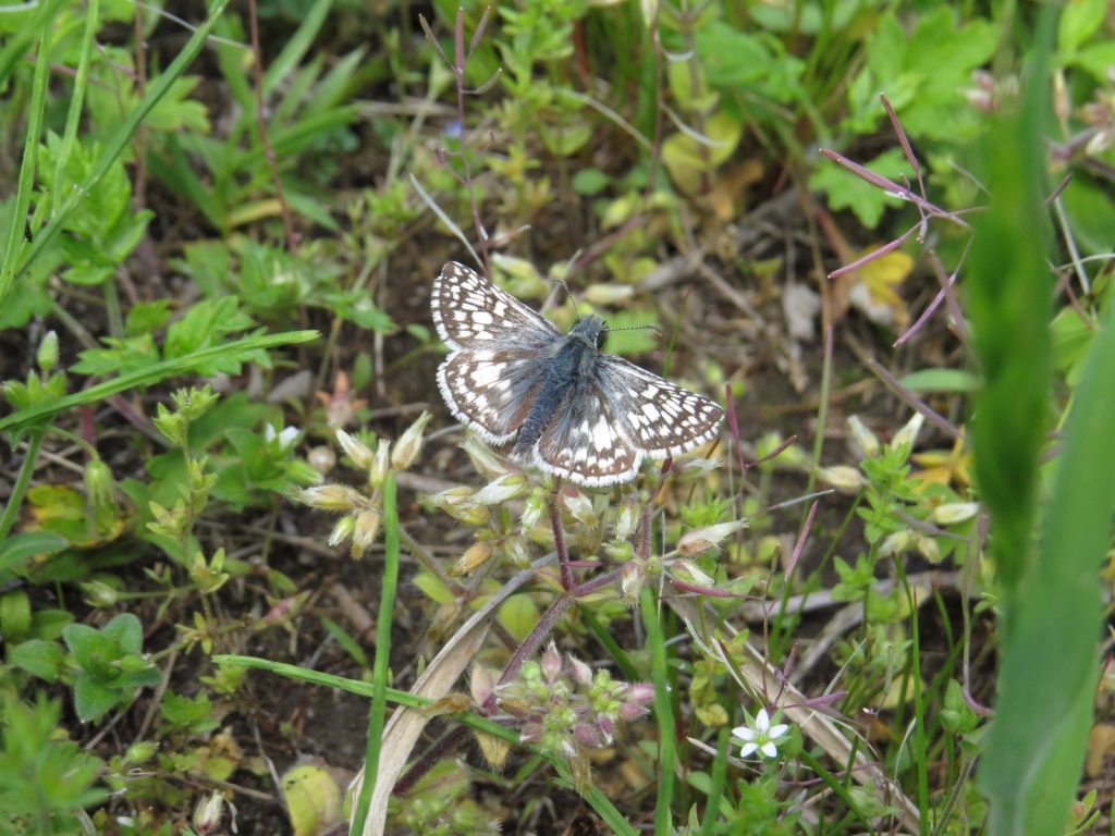 Tom Bailey found and photo'd our FOY common checkered skipper in Palmyra Cover BUR on 5-8-16, one of only four individuals found all month.