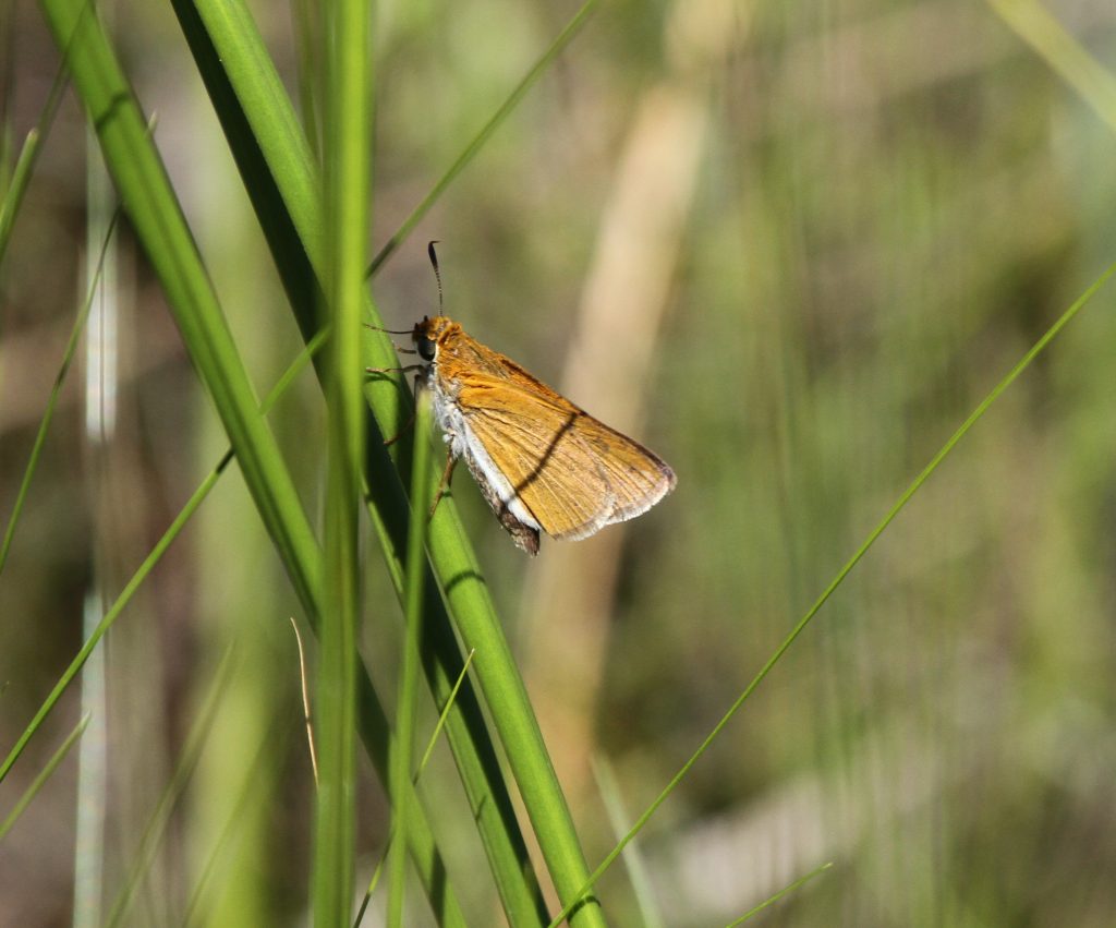 Brian Johnson found our first two-spotted skippers at a bog in BUR (and our 25th June FOY) on the last day of the month.  