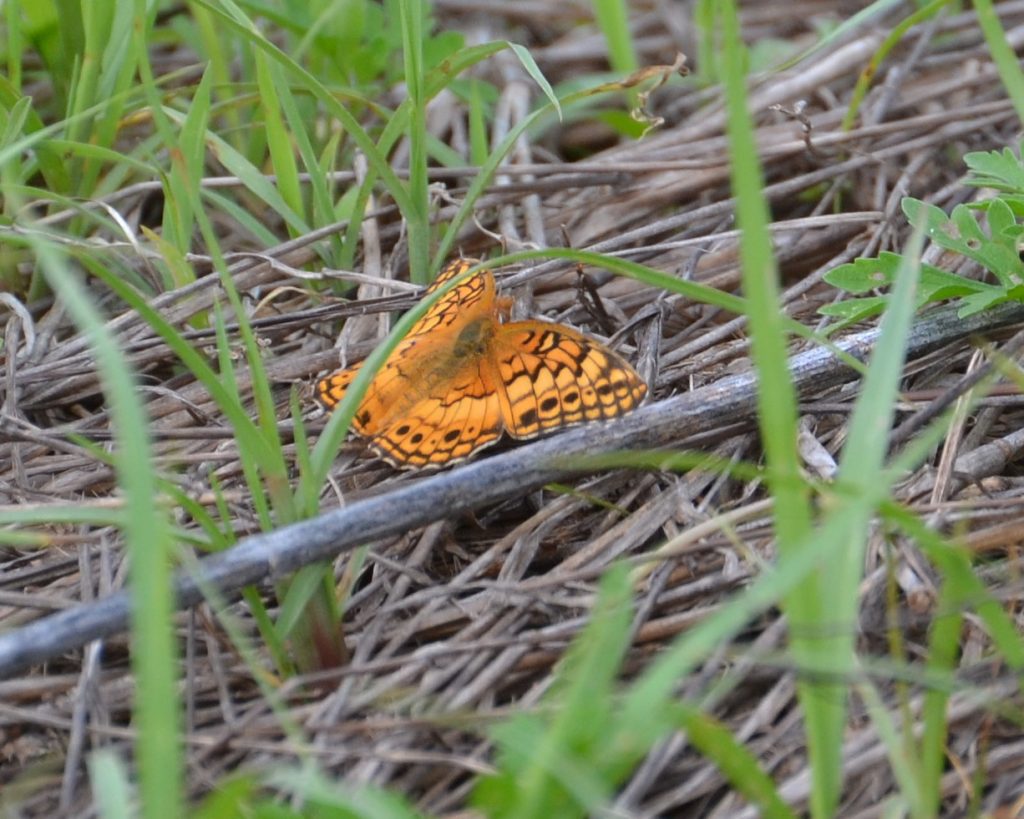 Claire Campbell found our third variegated fritillary of the year -- and the first photo;d -- at Laurel Run, BUR, on June 8.