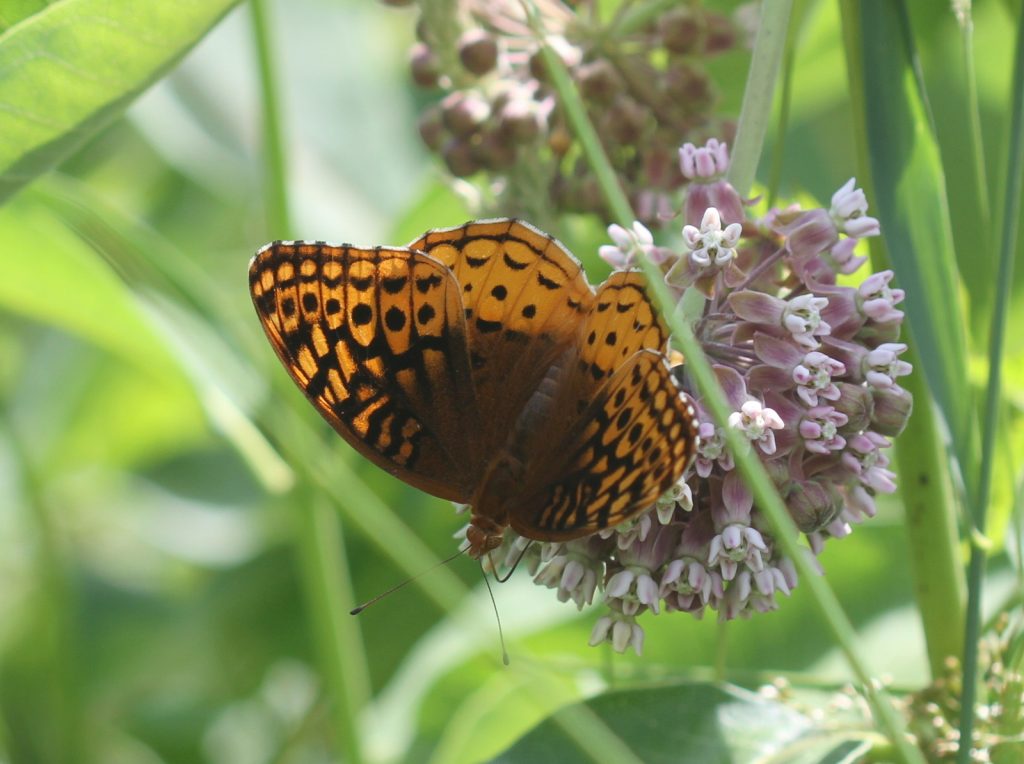 Dave Amadio photo'd this great spangled fritillary at Medford Leas on June 13: our first log record ever for Burlington County.  