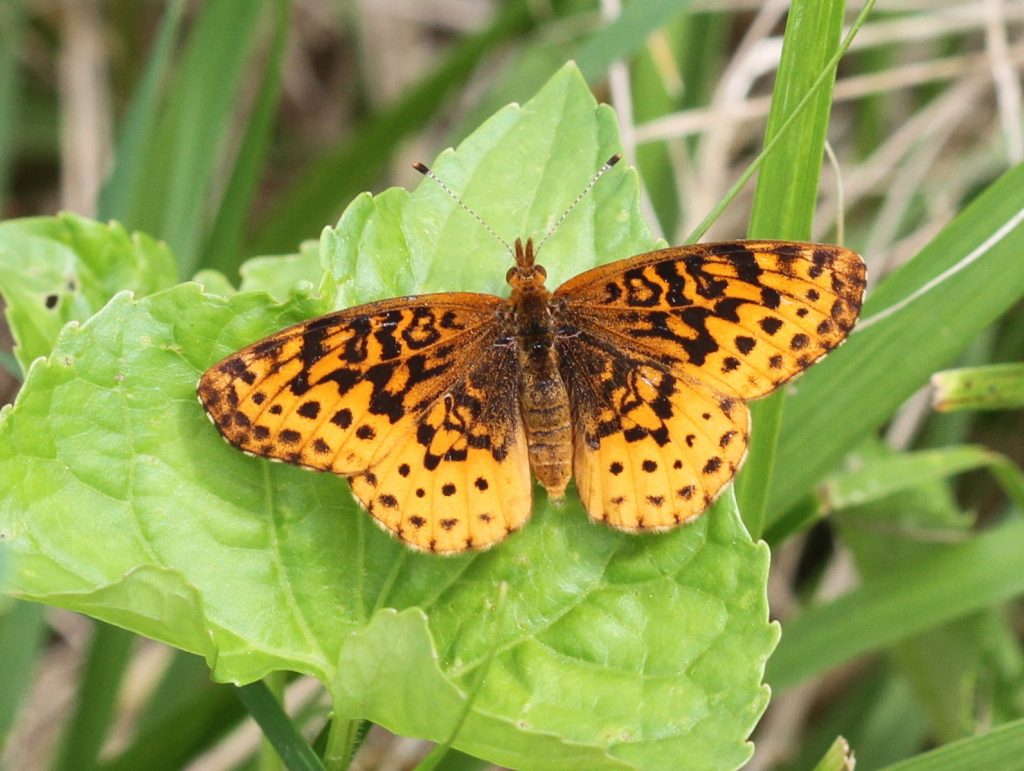 Dave Amadio found our first meadow fritillary of 2016 at Supawna Meadows, SAL, on June 4.