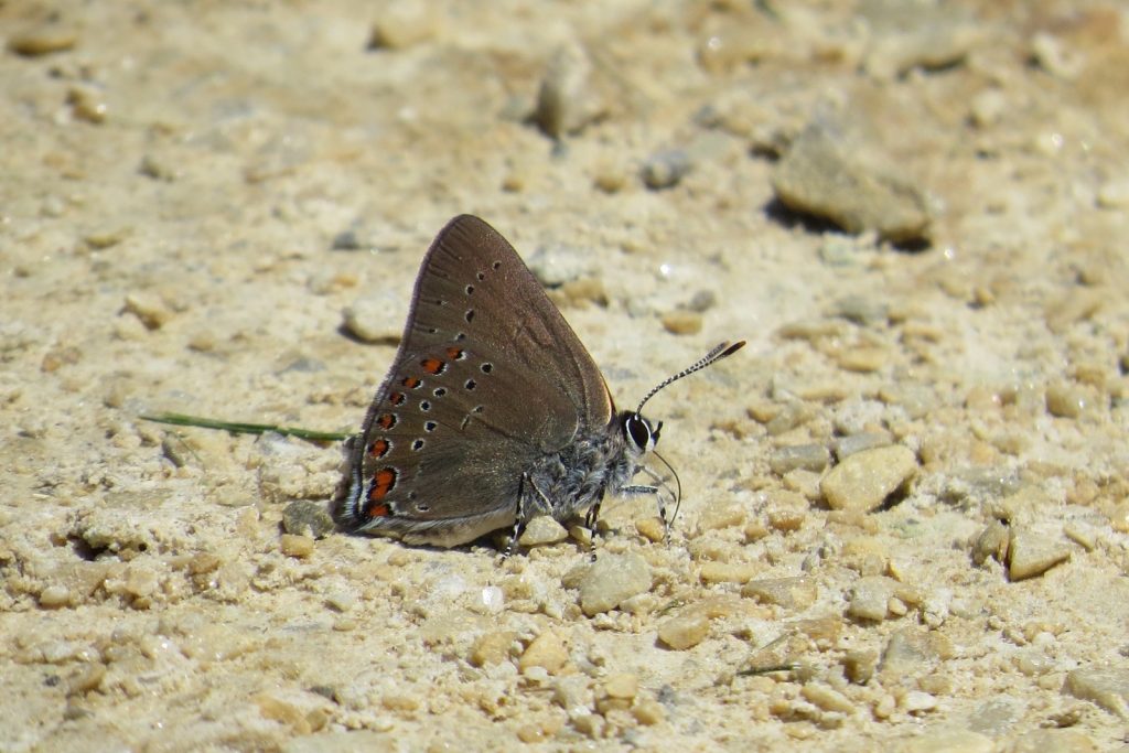 Is coral hairstreak our prettiest butterfly? It certainly attracts our photographers, including Jen Bulava who captured this one at Boundary Creek, BUR, on June 14.  