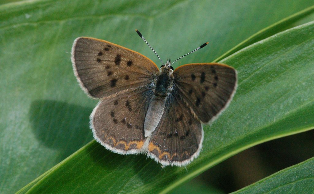 Pat Sutton managed this beautiful close-up of a female bog copper at Hunters Mill, ATL, on June 22.