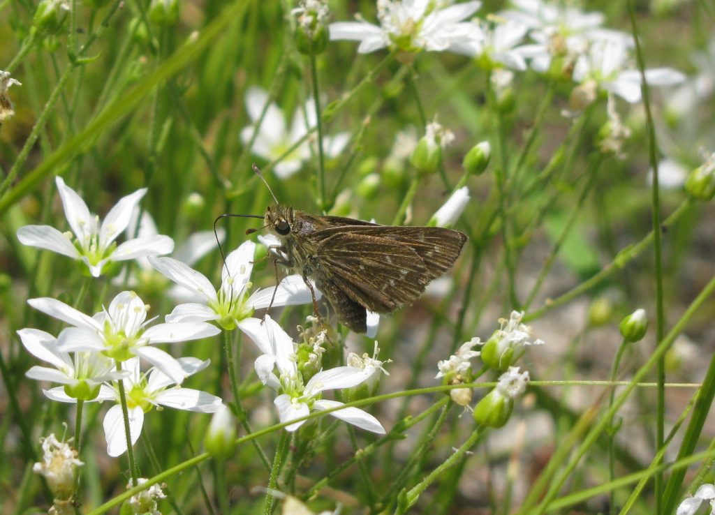 Steve Glynn found our first dotted skippers of the year at Colliers Mills, OCN, on June 20.  