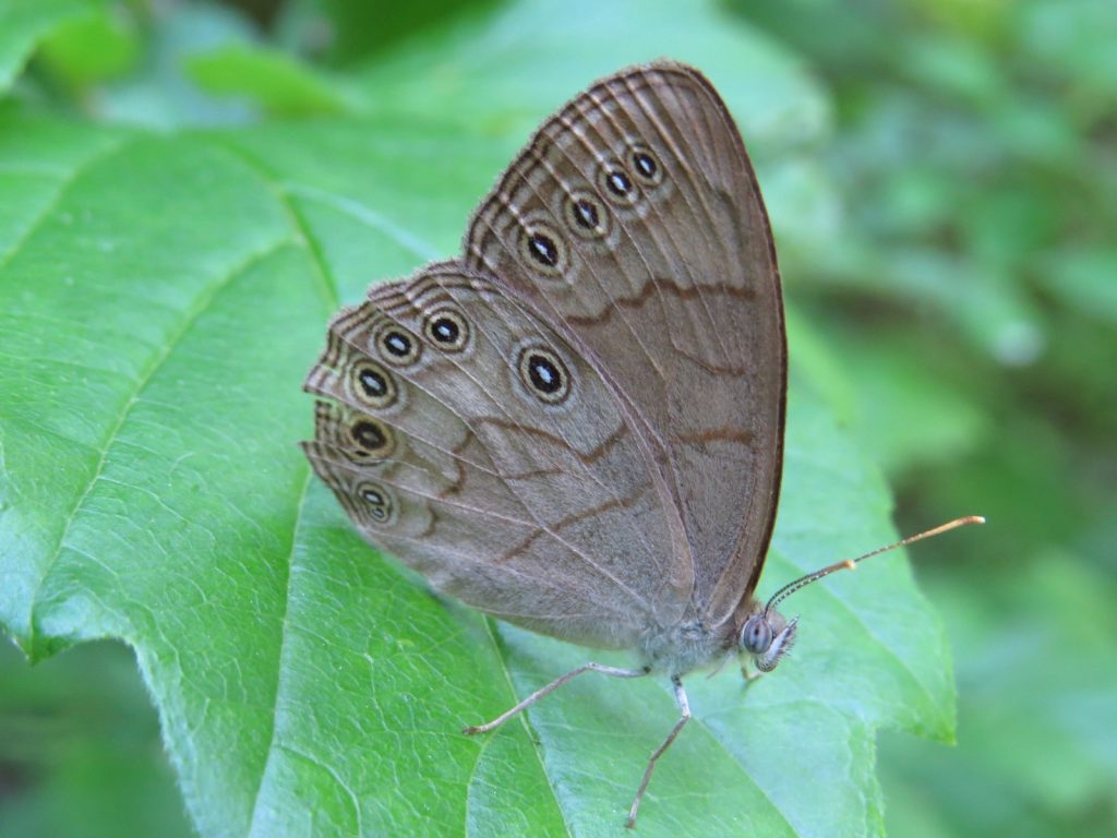 We had thirteen reports of Appalachian browns during the month, including this one beautifully photo'd by Tom Bailey at Medford WMA, BUR, on June 18.  