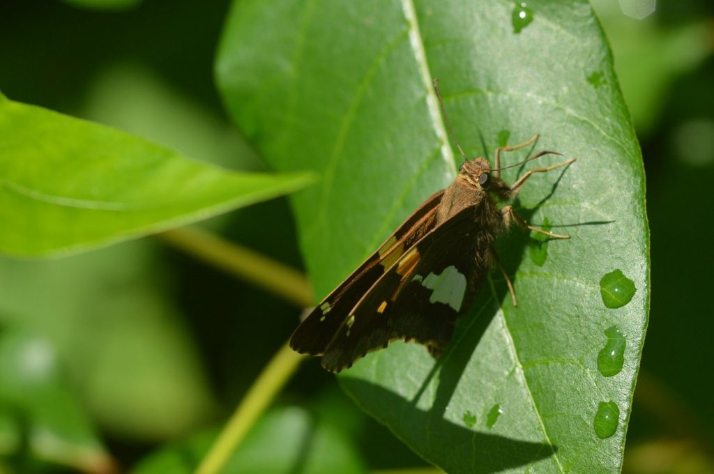 A silver-spotted skipper at Belleplain, CMY, photographed by Will Kerling on June 25.