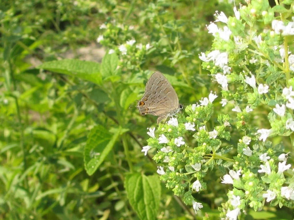 Cynthia Allen found a late striped hairstreak (our final Satyrium for 2016?) in her garden in Cape May Courthouse on July 27.