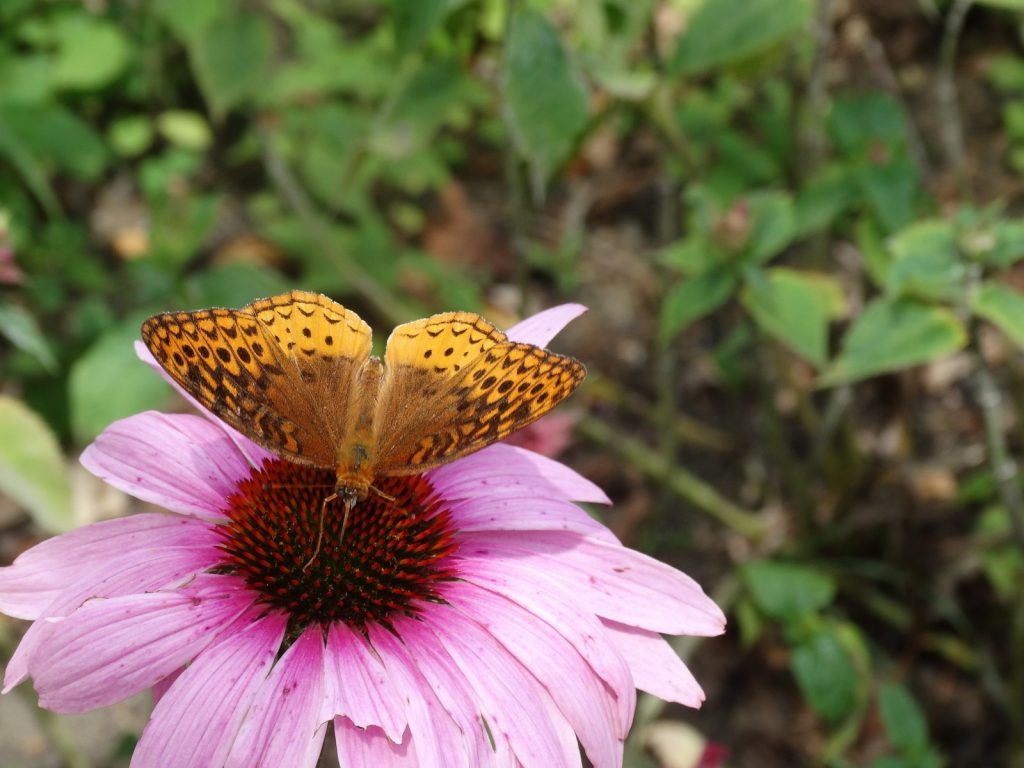 We now have reports of great spangled fritillary in four counties in 2016: Salem, Cumberland, Ocean, and here for Glocuester -- photo'd by Chris Herz at Wheelabrator on July 4. 