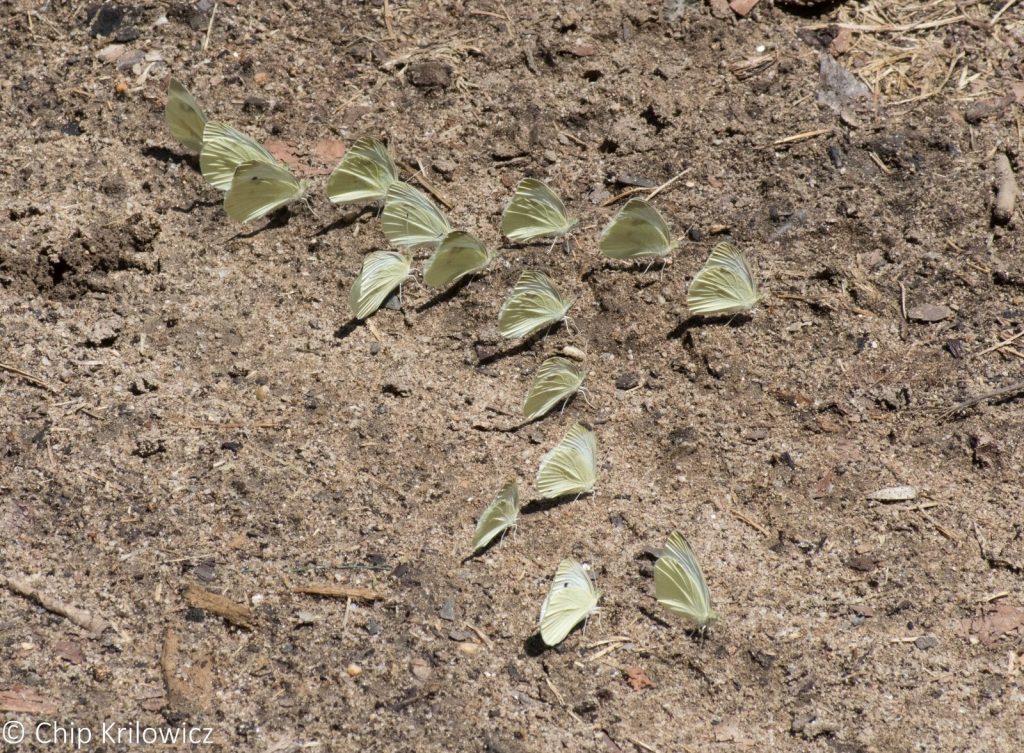 An unusual puddling gathering of cabbage whites found by Chip Krilowicz at Palmyra Cove, BUR, on July 14.