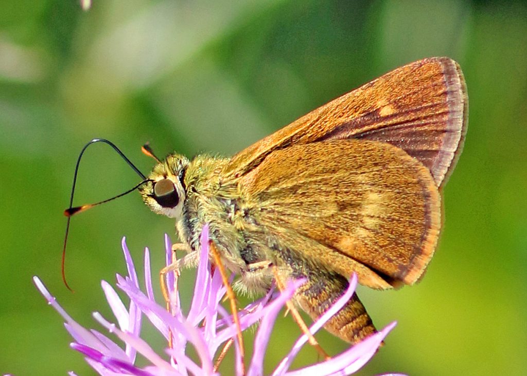 A broken-dash photo'd by Harvey Tomlinson on July 26 at Forsythe NWR, ATL. Note the different colors of fringes: gray on FW, buff on HW, exactly as described in Cech & Tudor as a possible ID tip for southern broken dash. Could this be W. otho?