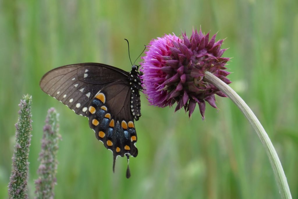 Spicebush swallowtails were widely reported in July. This beauty was photo'd by Jennifer Bulava on July 3 in Lummis Ponds Preserve, CUM. 