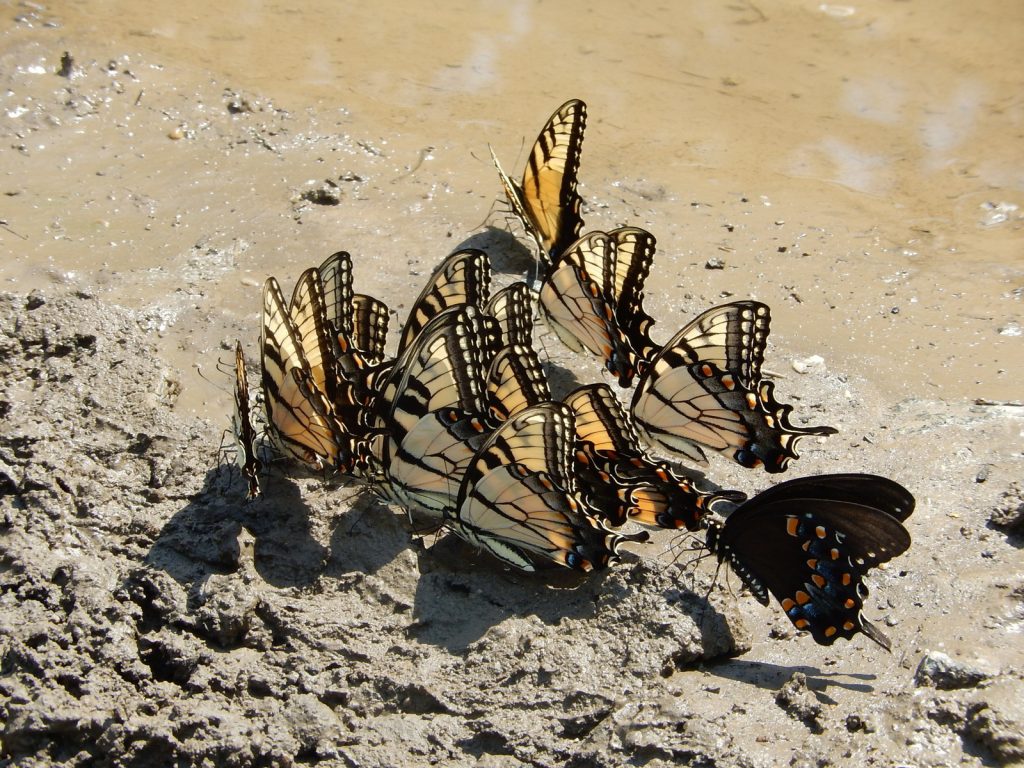 Puddling tigers (with one spicebush) at Beaver Swamp WMA (CMY) photo'd by Jack Miller on July 20.