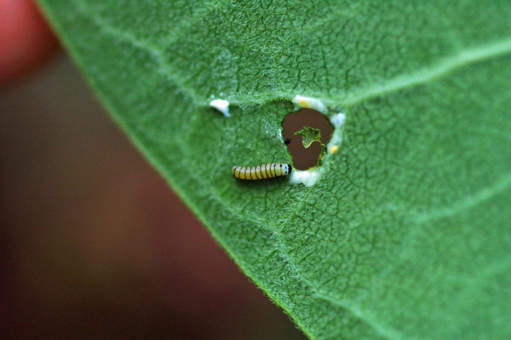 Monarchs moved from scarce earlier in the year to relatively common in July and we collected multiple records of eggs and cats including this early instar photo'd by Pat Sutton in her garden in Goshen on July 8. 