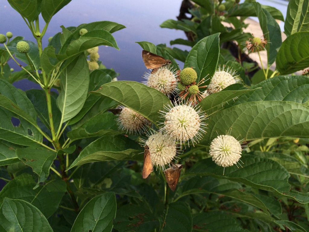 Broad-winged skippers nectaring on buttonbush at Paper Mill Pond, CMY, photo'd by Teresa Knipper on July 25.