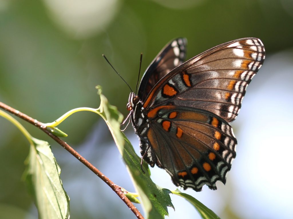 August 2016 was a good month for red-spotted purples in South Jersey, and Dave Amadio found one showing signs of the white band more often seen in its close relative,  the white admiral. 