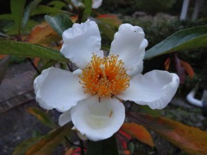Franklinia bloom