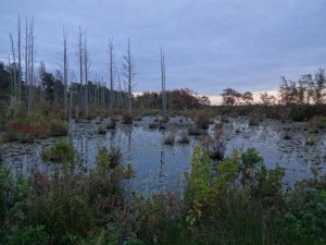 Pine Barrens Cedar Swamp