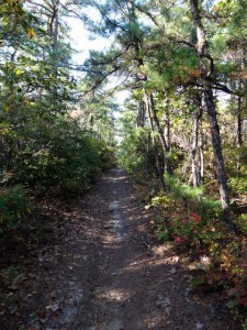 Pine Barrens trail along the Keith Line